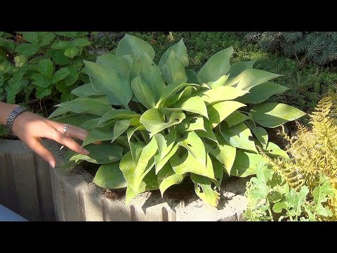 Wavy hosta Mediovaryegata: photo and description, reviews