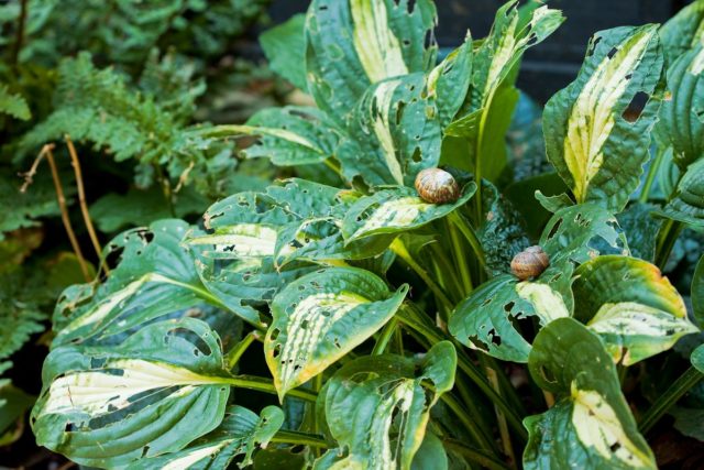 Wavy hosta Mediovaryegata: photo and description, reviews