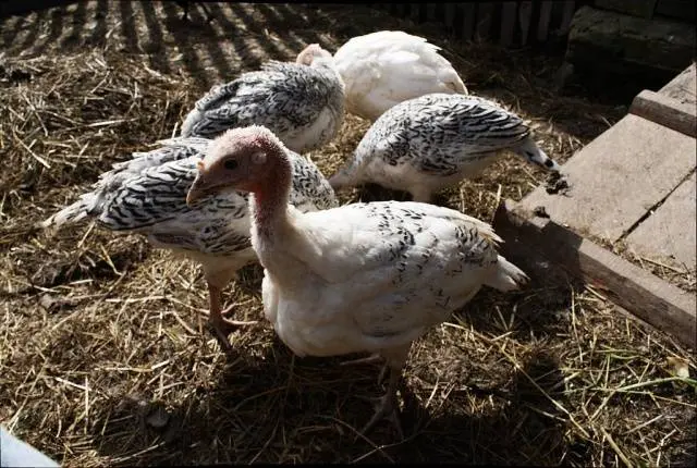 Ways to distinguish a turkey from a turkey + photo