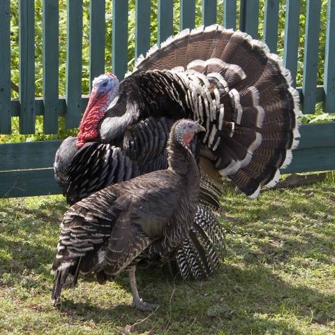 Ways to distinguish a turkey from a turkey + photo