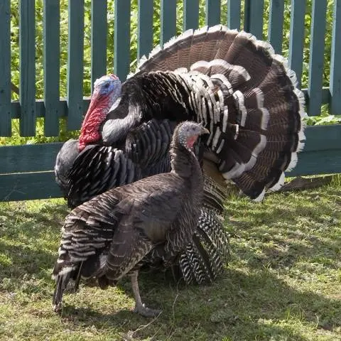 Ways to distinguish a turkey from a turkey + photo