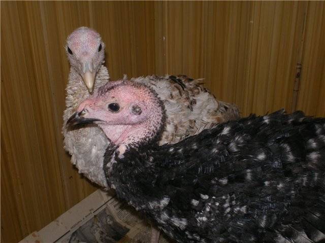 Ways to distinguish a turkey from a turkey + photo