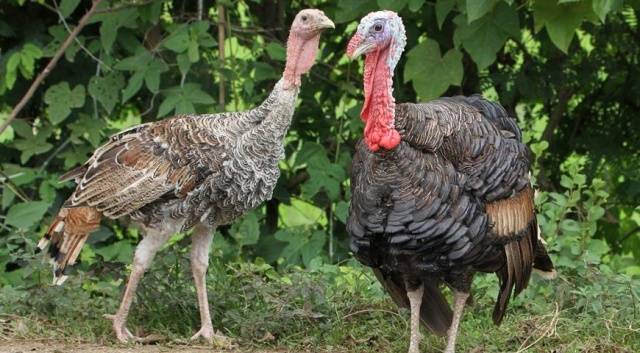 Ways to distinguish a turkey from a turkey + photo