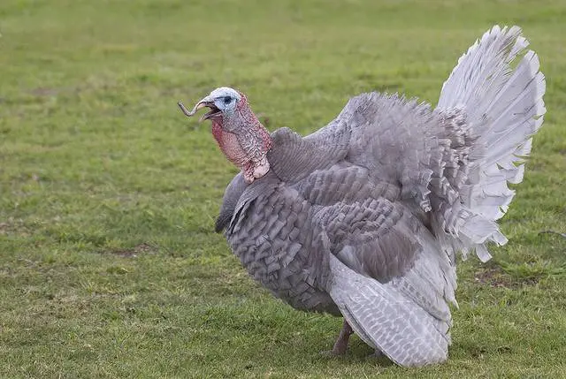 Ways to distinguish a turkey from a turkey + photo