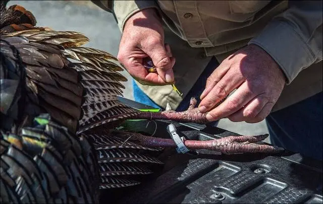 Ways to distinguish a turkey from a turkey + photo