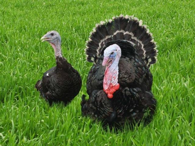 Ways to distinguish a turkey from a turkey + photo