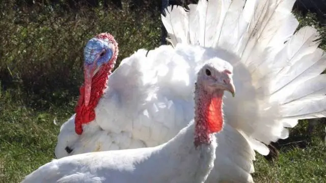 Ways to distinguish a turkey from a turkey + photo