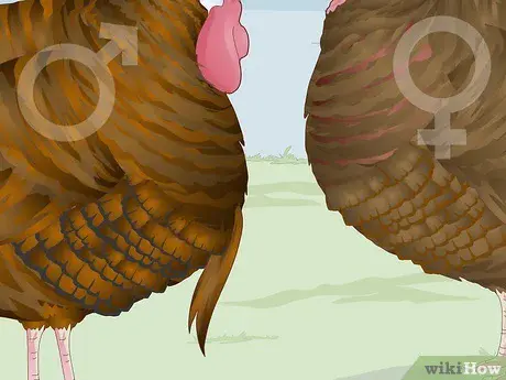 Ways to distinguish a turkey from a turkey + photo