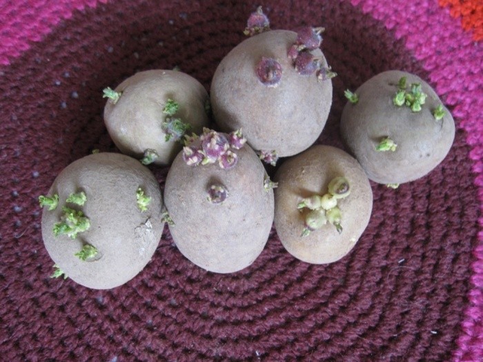 Ways to germinate potatoes before planting - plodovie.ru