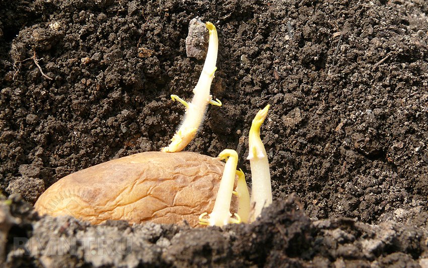 Ways to germinate potatoes before planting - plodovie.ru