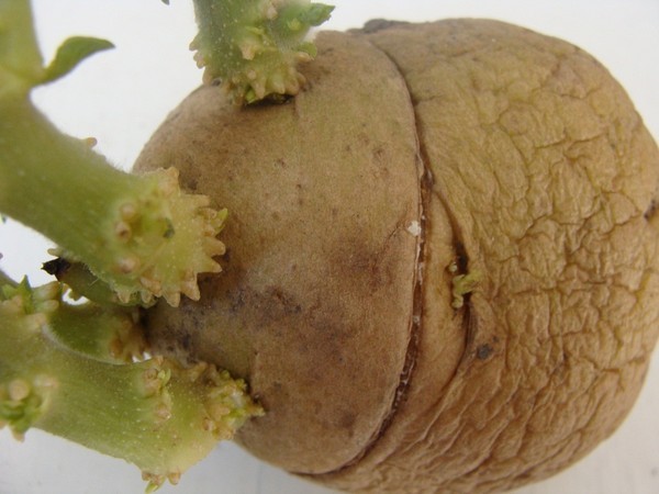 Ways to germinate potatoes before planting - plodovie.ru