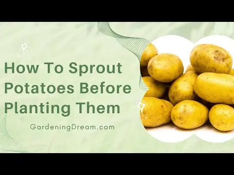 Ways to germinate potatoes before planting &#8211; plodovie.ru