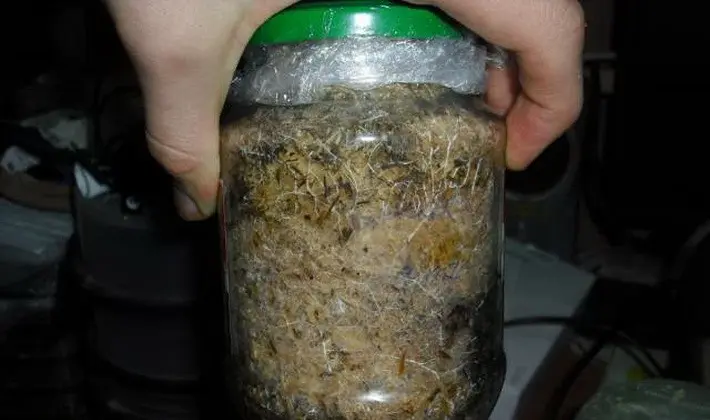 Ways to make mushroom mycelium yourself