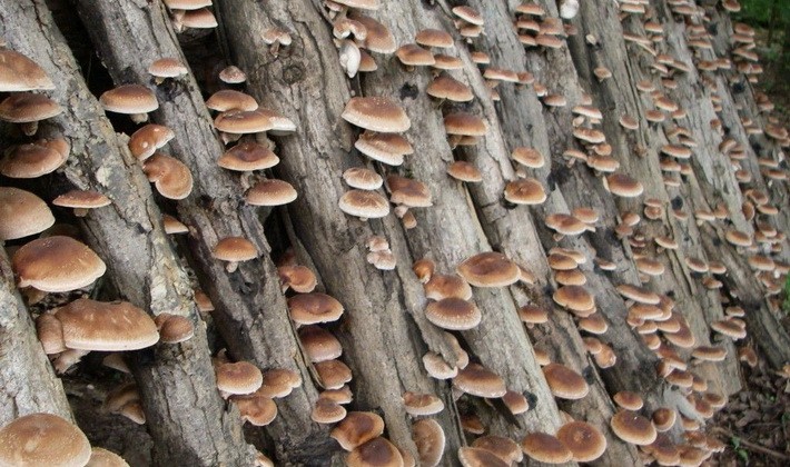 Ways to make mushroom mycelium yourself