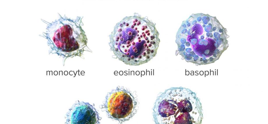 WBC &#8211; the role of leukocytes, norms, elevated and low WBC index. What is the importance of the number of leukocytes in the blood?