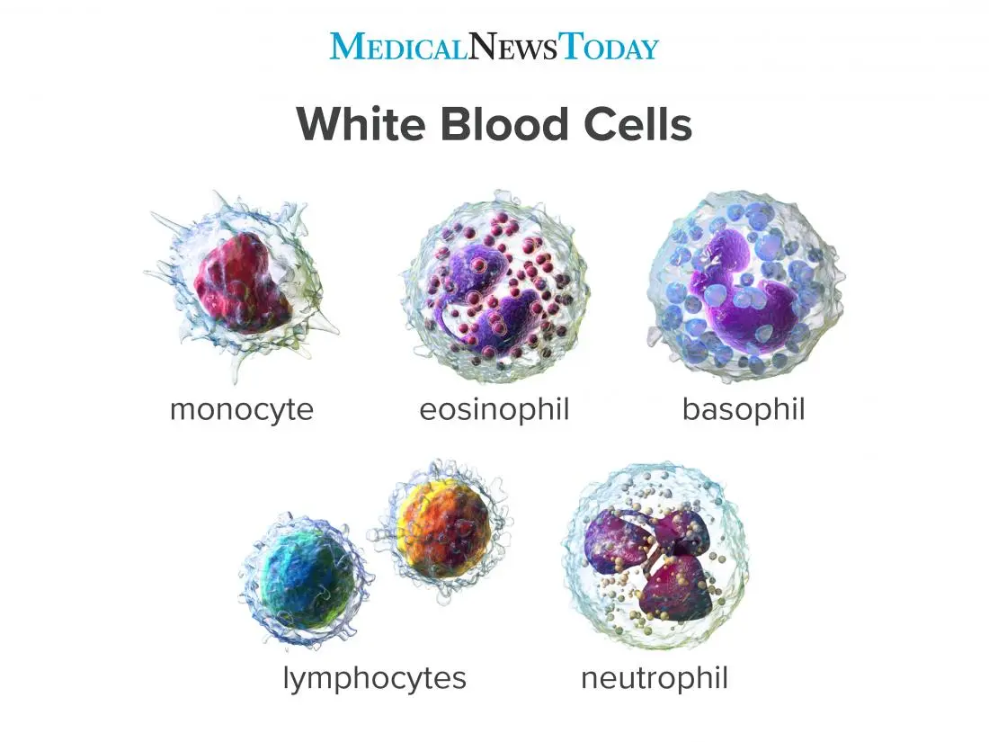 WBC &#8211; the role of leukocytes, norms, elevated and low WBC index. What is the importance of the number of leukocytes in the blood?