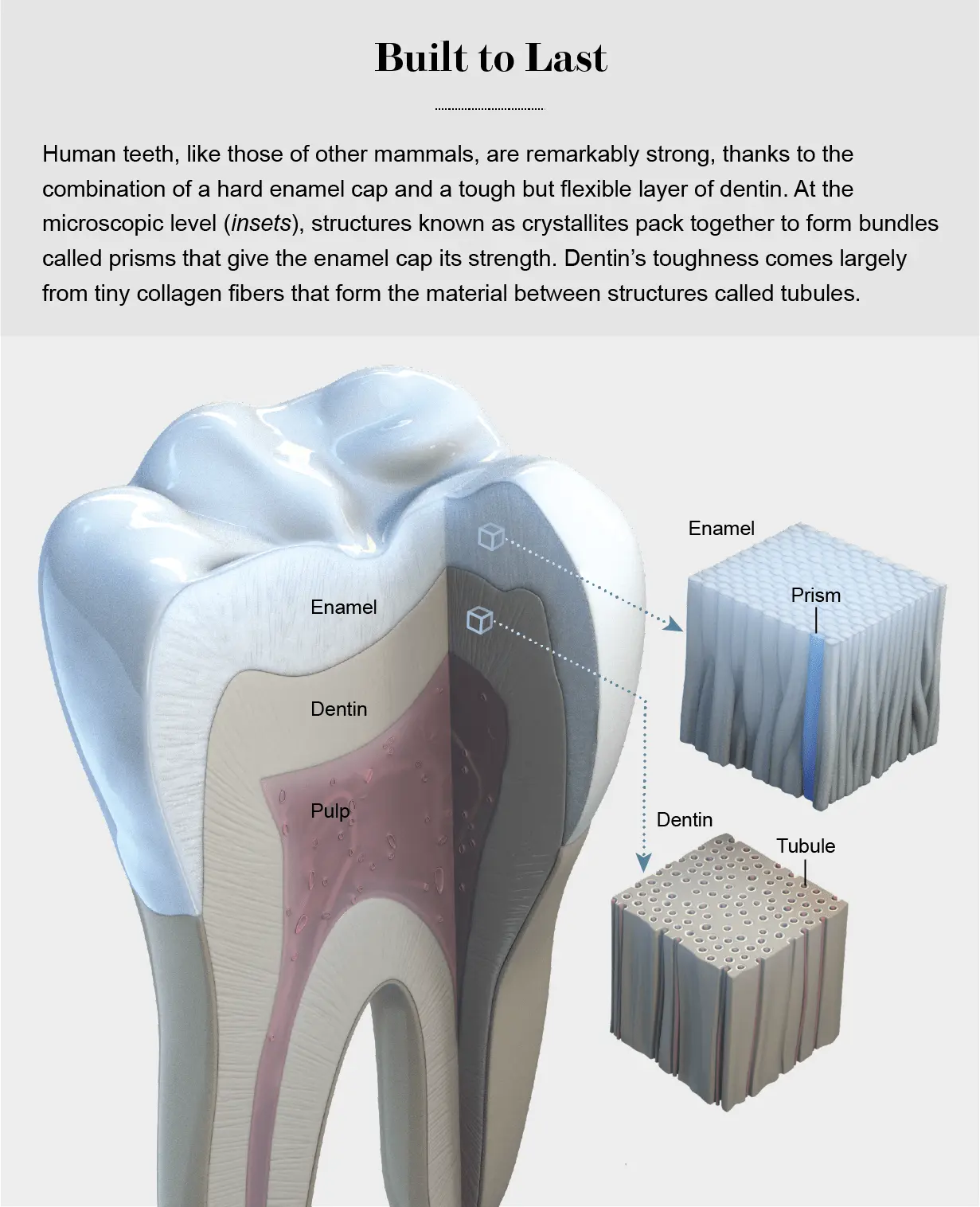 We asked an expert about how the condition of our teeth affects the condition of our body