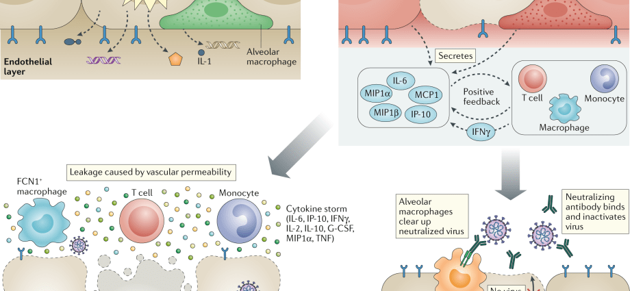 We cannot build immunity in one day. How to take care of the immune system? [WE EXPLAIN]