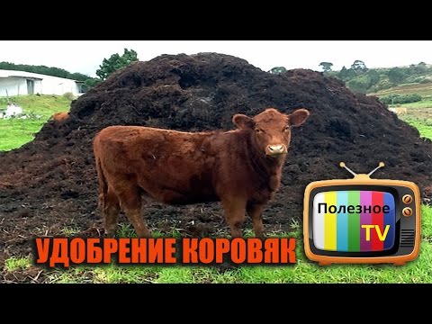 We feed plants with mullein: preparation of natural fertilizer