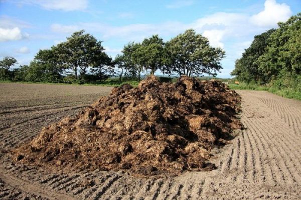 We feed plants with mullein: preparation of natural fertilizer