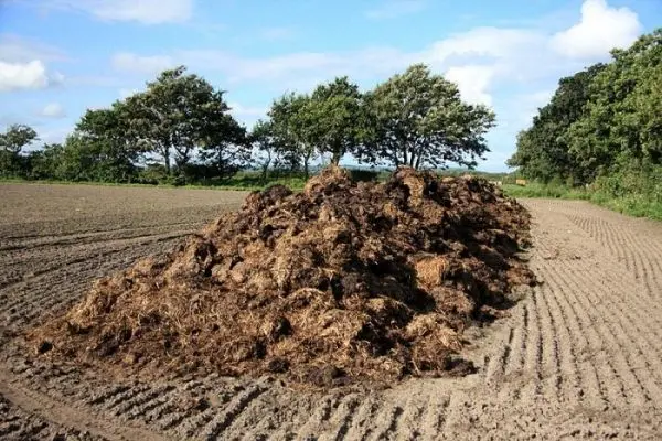 We feed plants with mullein: preparation of natural fertilizer