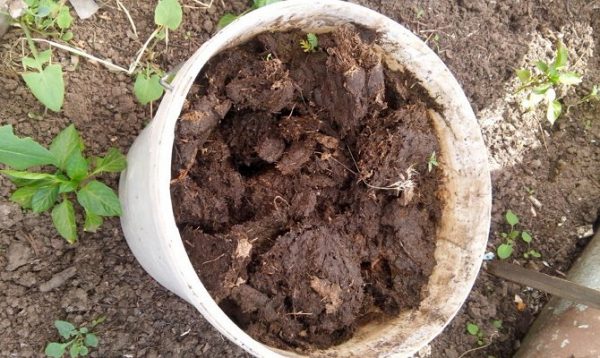 We feed plants with mullein: preparation of natural fertilizer