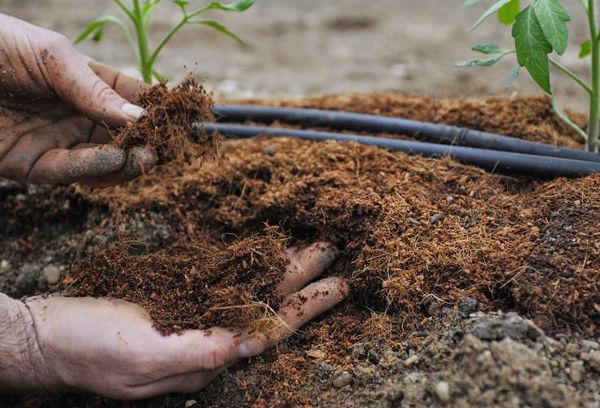 We feed plants with mullein: preparation of natural fertilizer