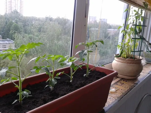 We grow cherry tomatoes on the balcony - care tips