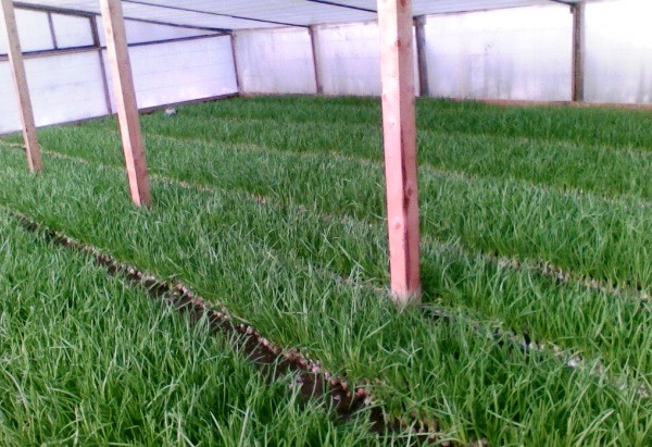 We grow chives: varieties, properties, agricultural technology