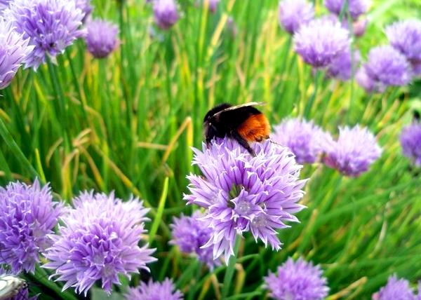 We grow chives: varieties, properties, agricultural technology