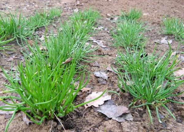 We grow chives: varieties, properties, agricultural technology