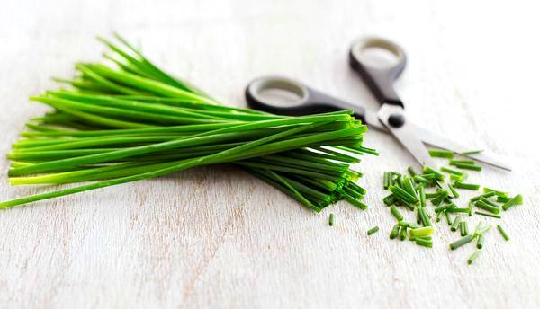 We grow chives: varieties, properties, agricultural technology