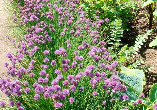 We grow chives: varieties, properties, agricultural technology