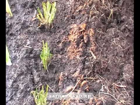 We grow chives: varieties, properties, agricultural technology