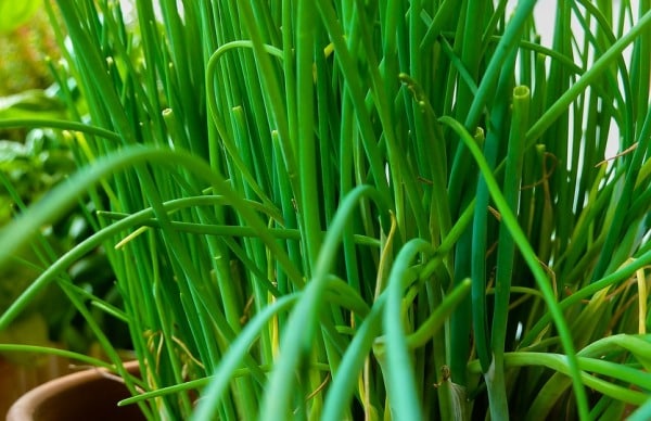 We grow chives: varieties, properties, agricultural technology