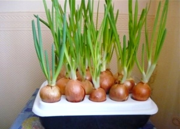 We grow green onions at home: useful tips