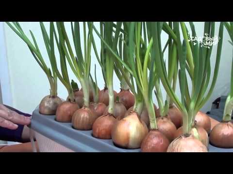 We grow green onions at home: useful tips