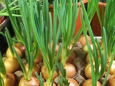 We grow green onions at home: useful tips