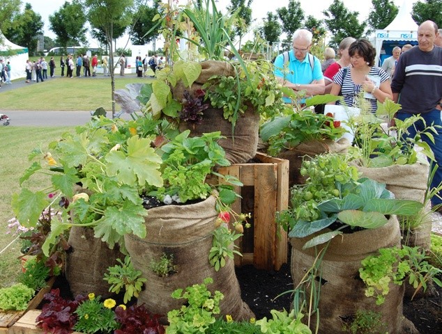 We grow tomatoes in bags: useful tips from experts