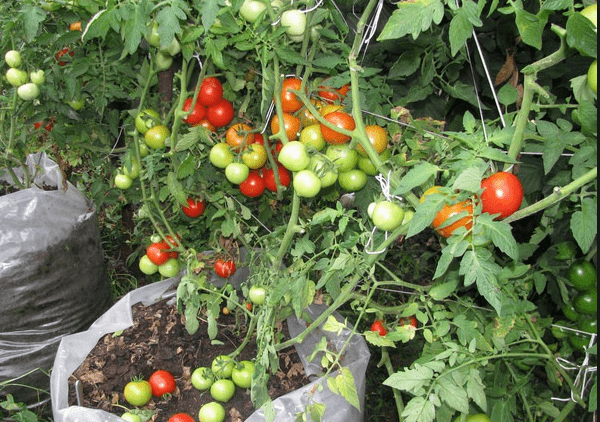 We grow tomatoes in bags: useful tips from experts