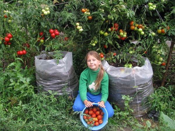 We grow tomatoes in bags: useful tips from experts