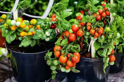 We grow tomatoes in bags: useful tips from experts