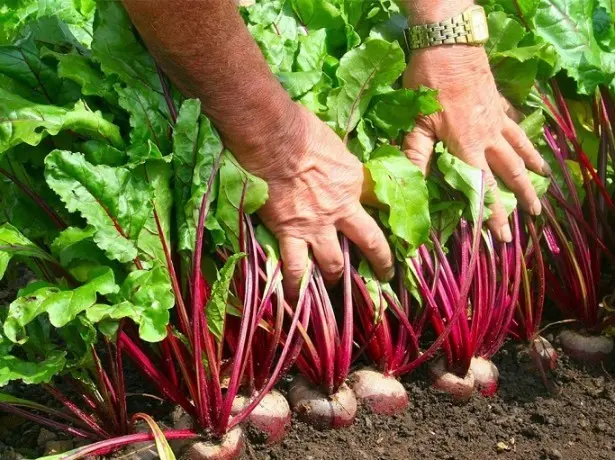 We harvest beets: how to properly harvest and store