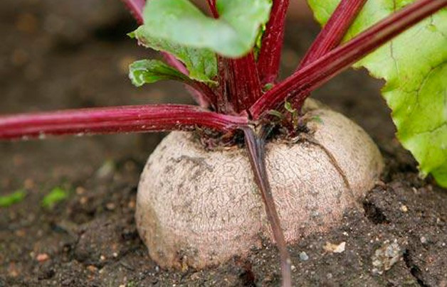 We harvest beets: how to properly harvest and store