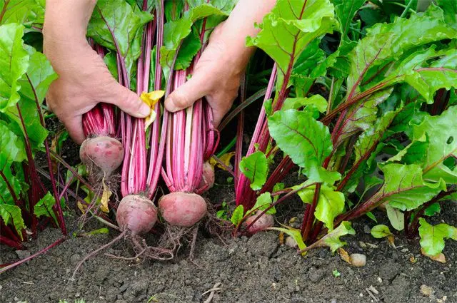 We harvest beets: how to properly harvest and store