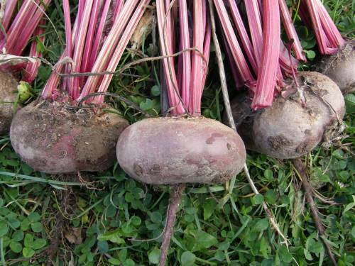 We harvest beets: how to properly harvest and store