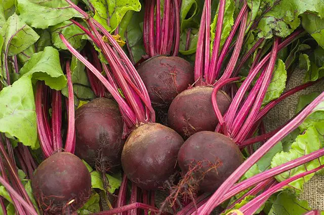 We harvest beets: how to properly harvest and store