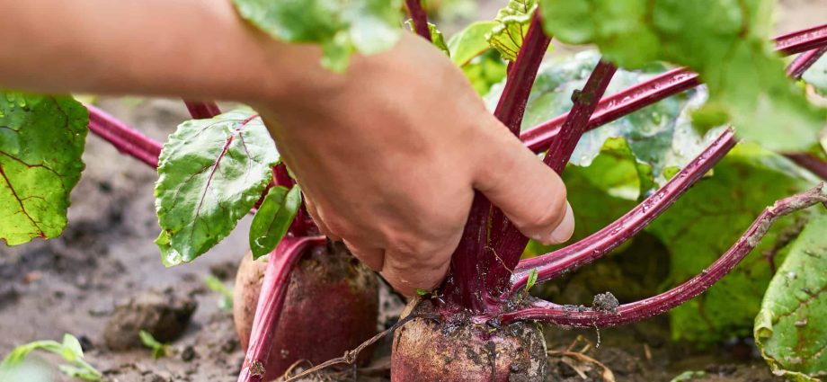 We harvest beets: how to properly harvest and store