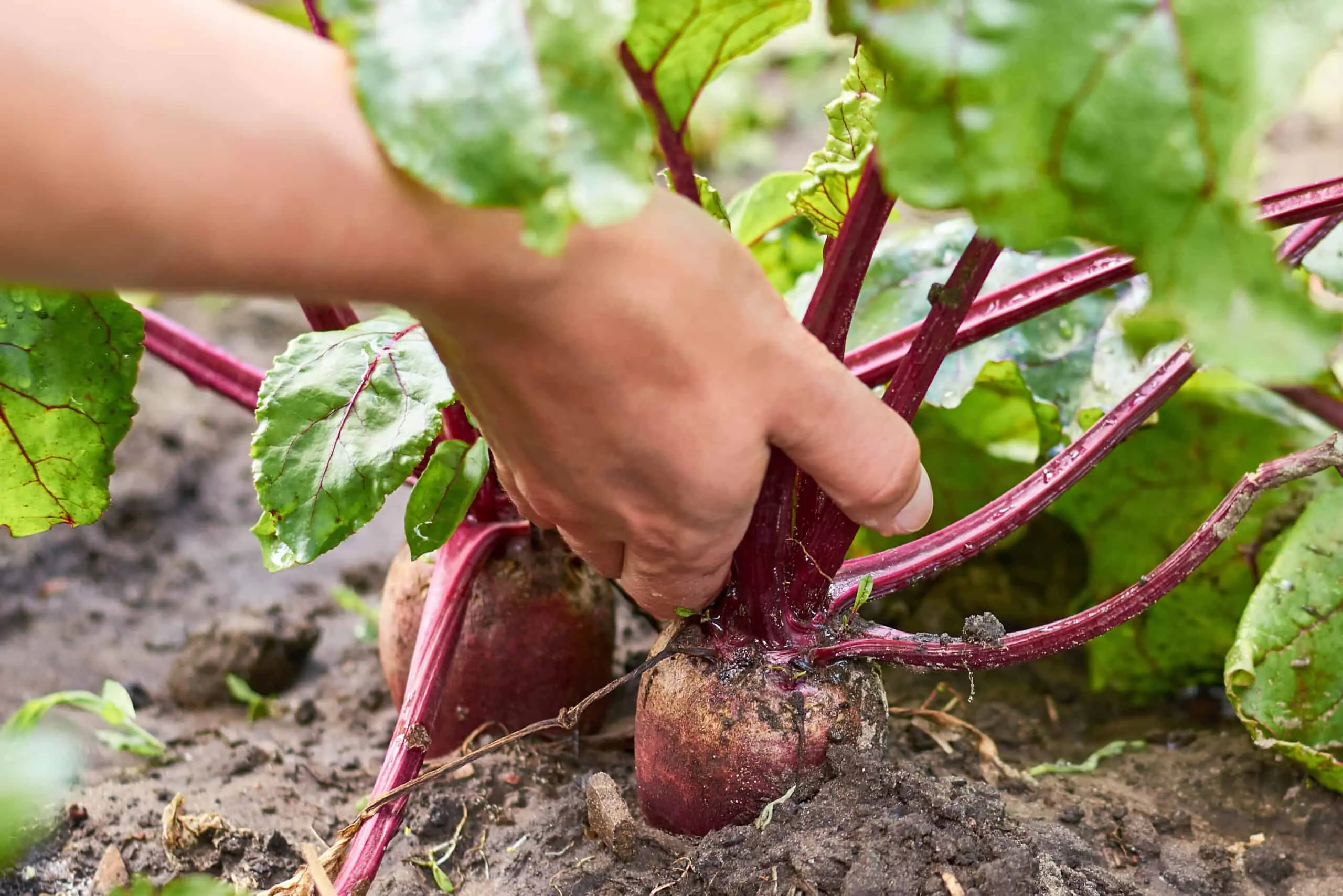 We harvest beets: how to properly harvest and store