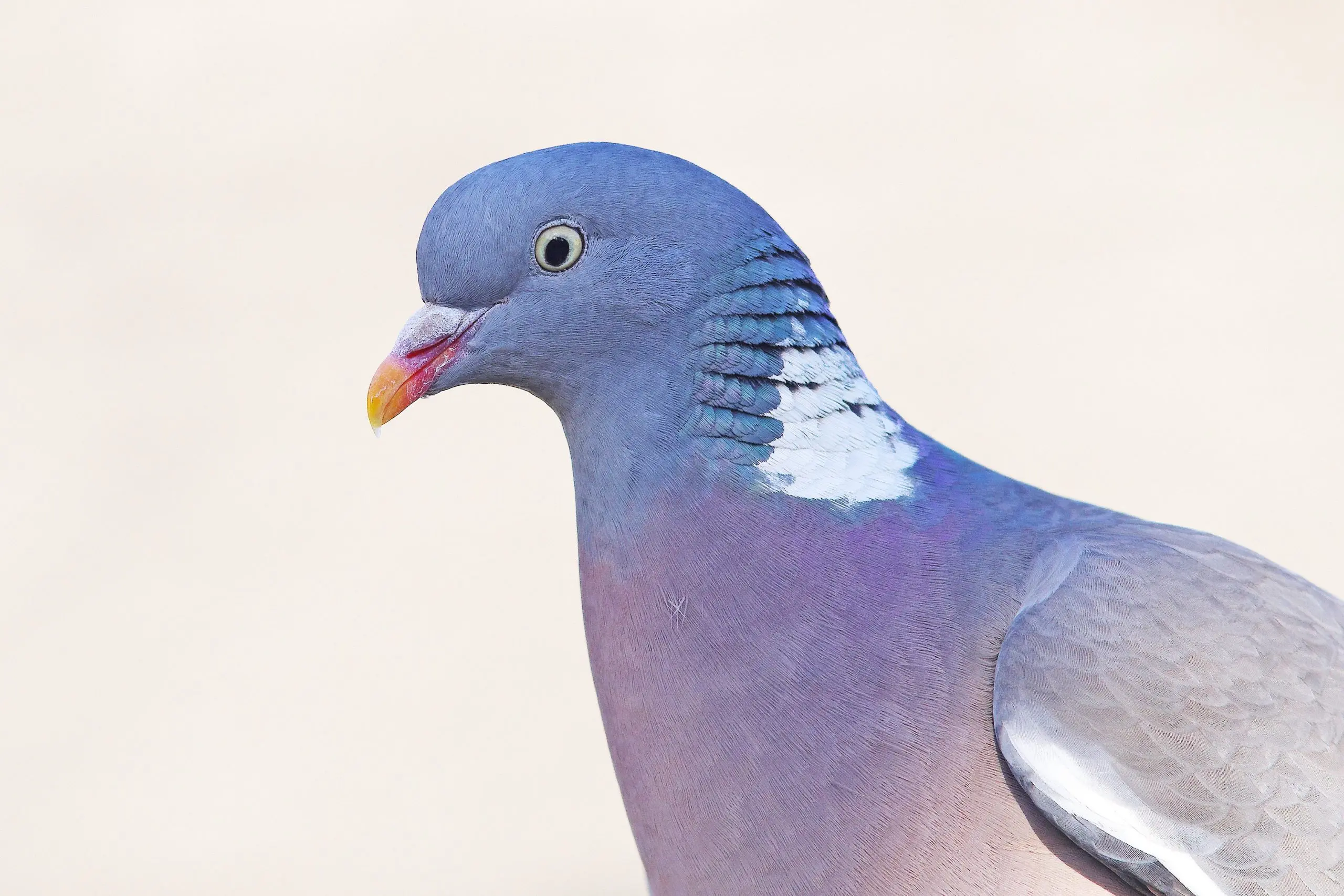 We have more bird brains than we thought